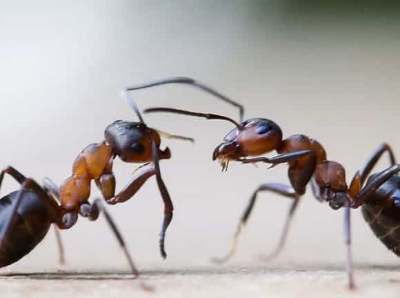 Animal Habitats – the Power of Science to Destroy