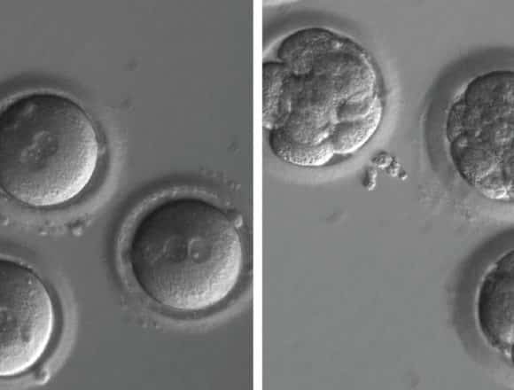 Advantages and disadvantages of genetic engineering